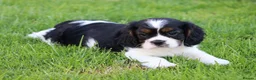 Mixed Breed dogs for sale: Playful Pugalier puppies for sale!  - Advert 12