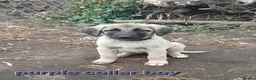 Turkish Kangal dogs for sale: TURKISH KANGAL PUPPIES! - Advert 27