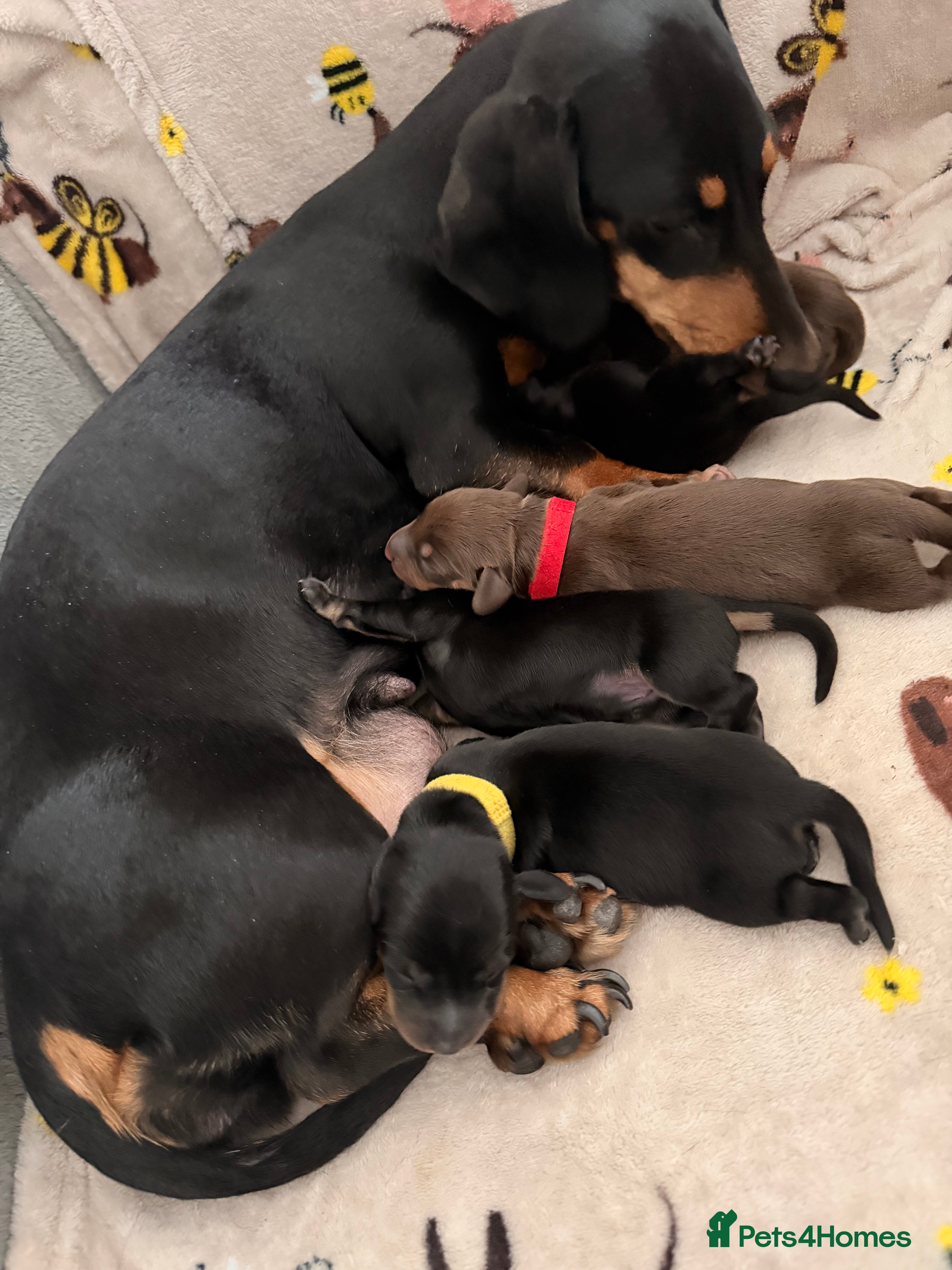 Miniature Dachshund dogs KC miniature dachshunds London ready to leave - Advert 2
