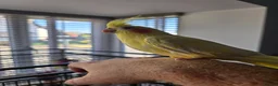 Cockatiels birds for sale: Friendly Hand Tame Cockatiel + Full Setup (Cage) - Advert 3