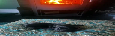 Goldador Puppy 4