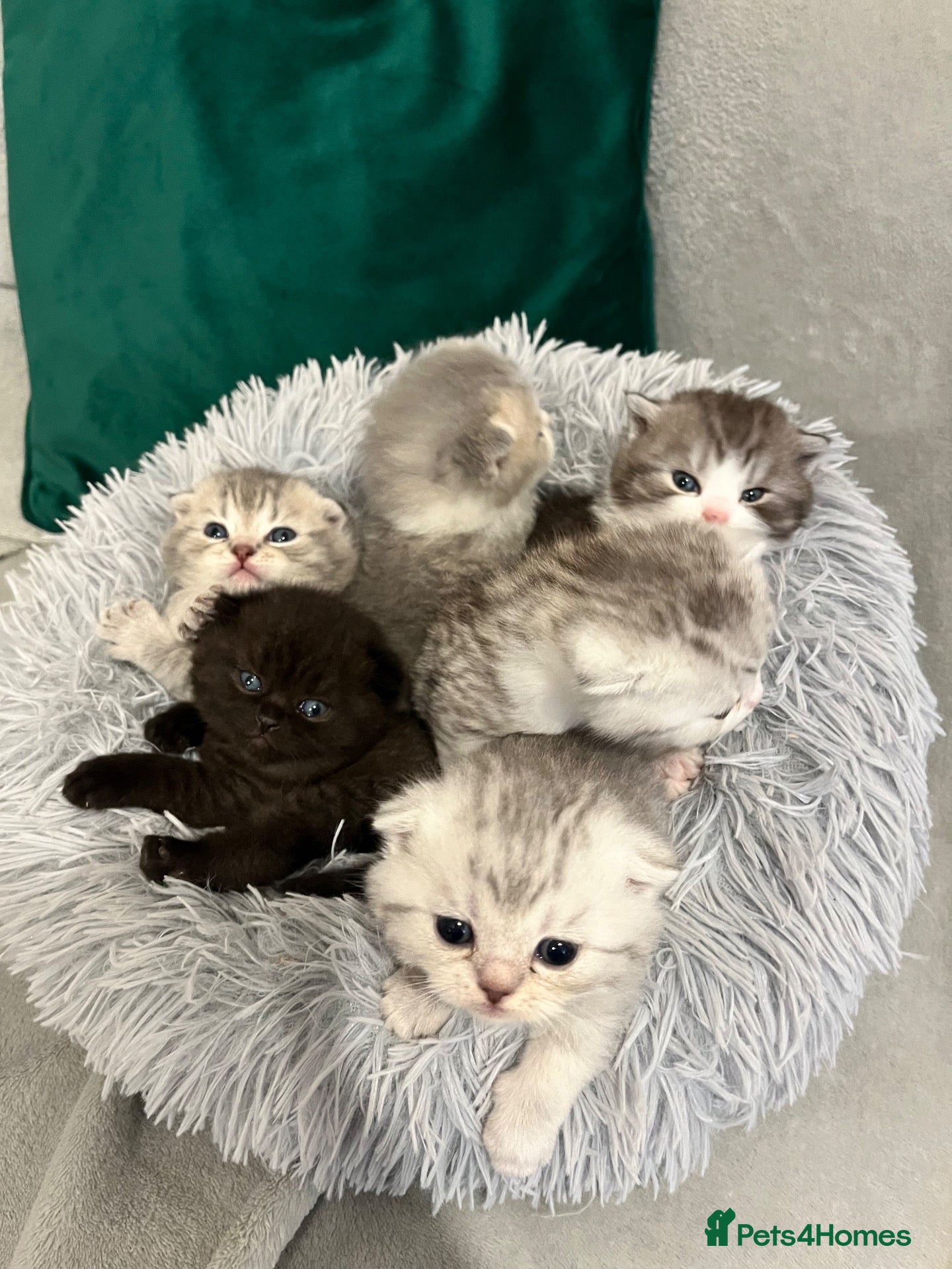 Scottish Fold cats British shorthair mix with Scottish fold  - Advert 1