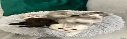 Scottish Fold cats for sale: British shorthair mix with Scottish fold  - Advert 1