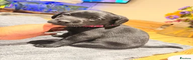 Labrador Retriever 4 (Dark Pink) 