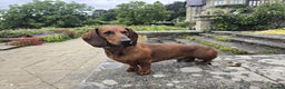 Dachshund dogs for stud: KC Standard smooth red hair dachshund  stud in Banbury - Advert 14