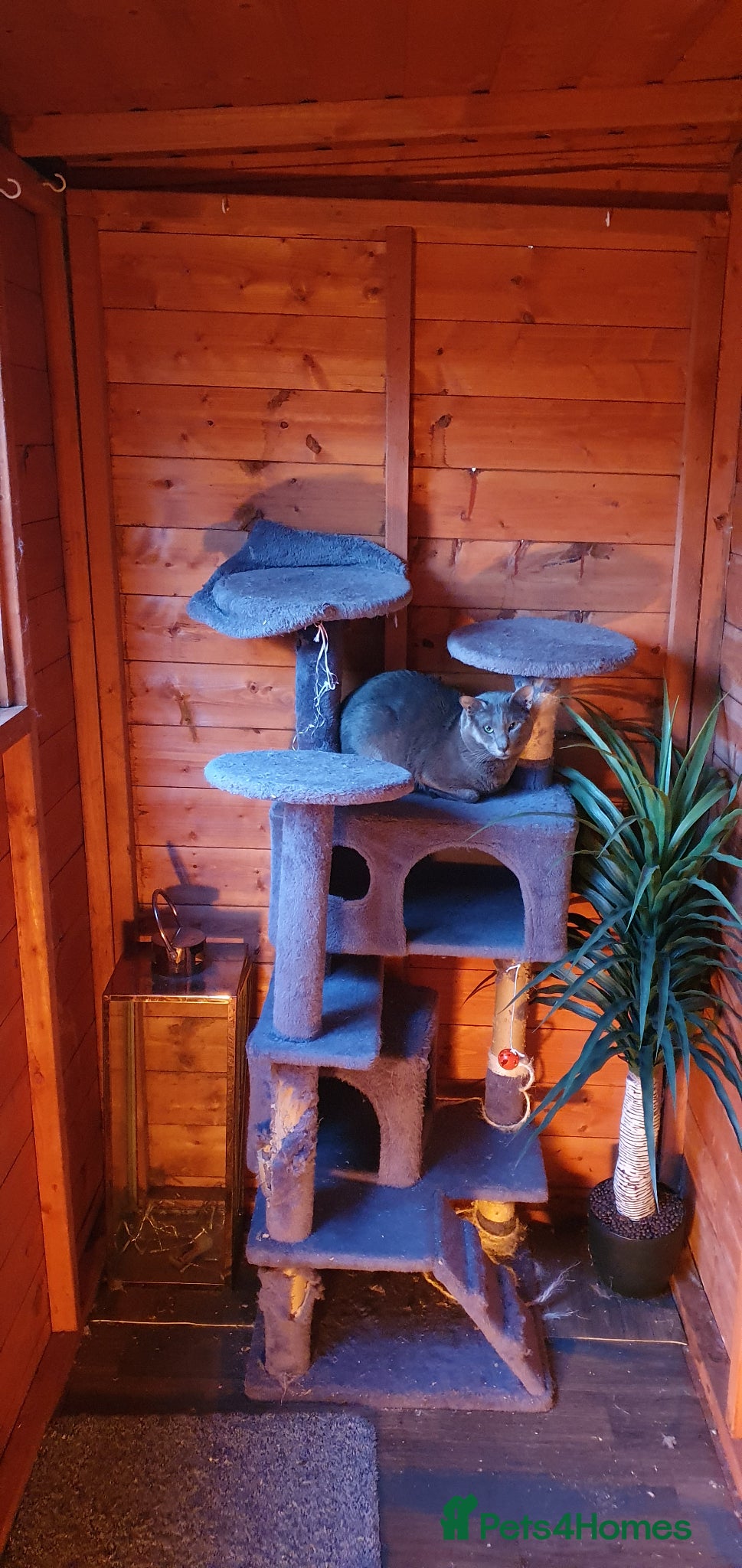 Oriental cats Caramel and oriental blue stud boys - Advert 1