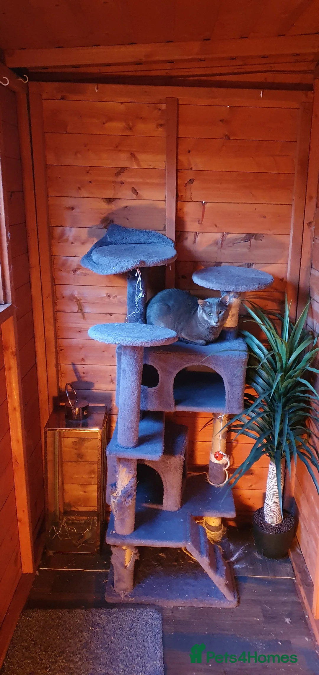 Oriental cats for stud: Caramel and oriental blue stud boys - Advert 1