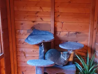 Oriental cats Caramel and oriental blue stud boys - Advert 1