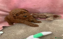 Toy Poodle dogs for sale: Toy poodle girl - Image 5