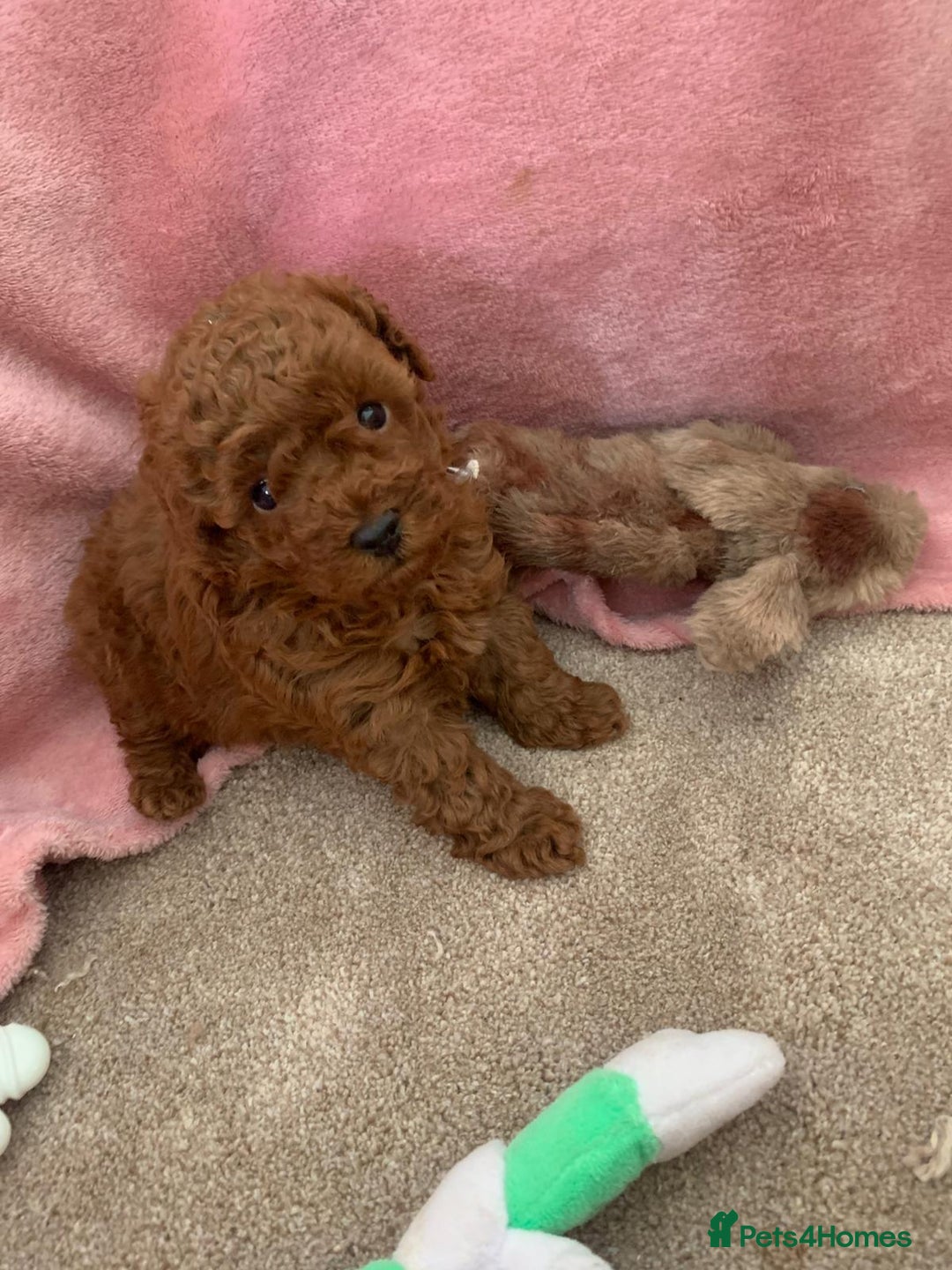 Toy Poodle dogs for sale: Toy poodle girl - Image 5
