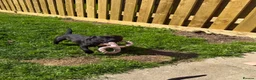 Staffordshire Bull Terrier dogs for sale: 7 month old male KC reg brindle staffy  - Advert 3