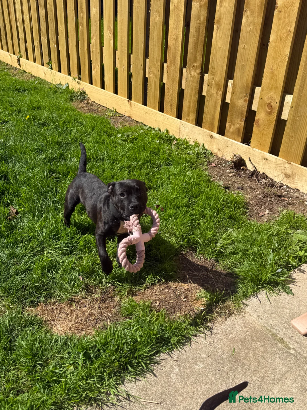 Staffordshire Bull Terrier dogs for sale: 7 month old male KC reg brindle staffy  - Advert 3