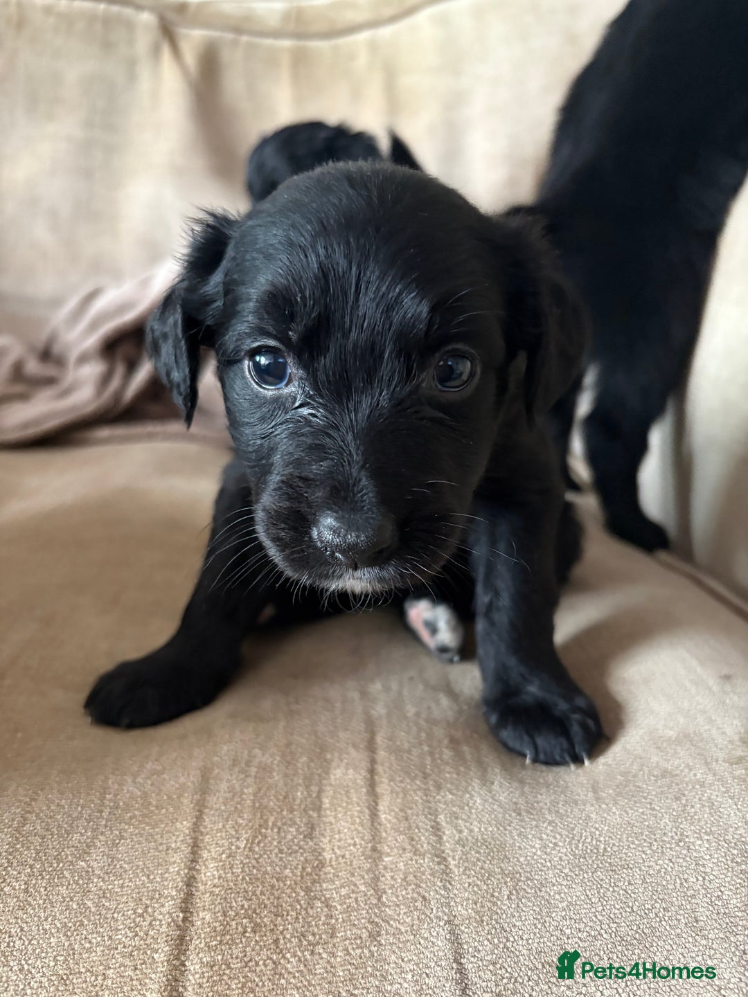 Mixed Breed dogs for sale: 5 Stunning Border Retrievers  - Image 13