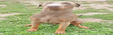 Raa