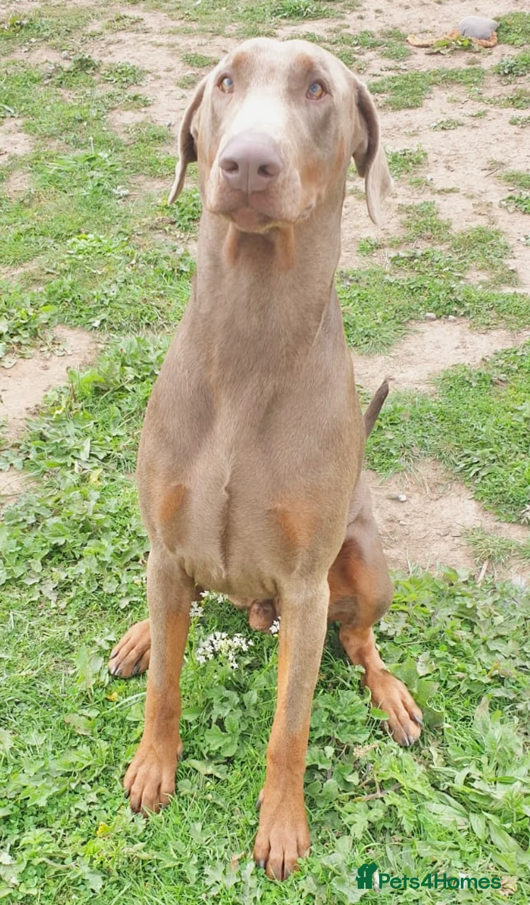 Dobermann dogs for sale: Special rehome - Advert 1