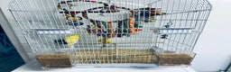 Budgerigars birds for sale: Adult Male Budgies & Cage - Advert 4