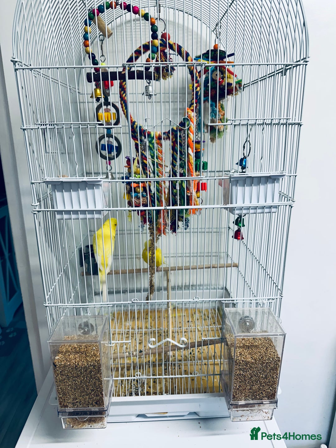 Budgerigars birds for sale: Adult Male Budgies & Cage - Advert 4