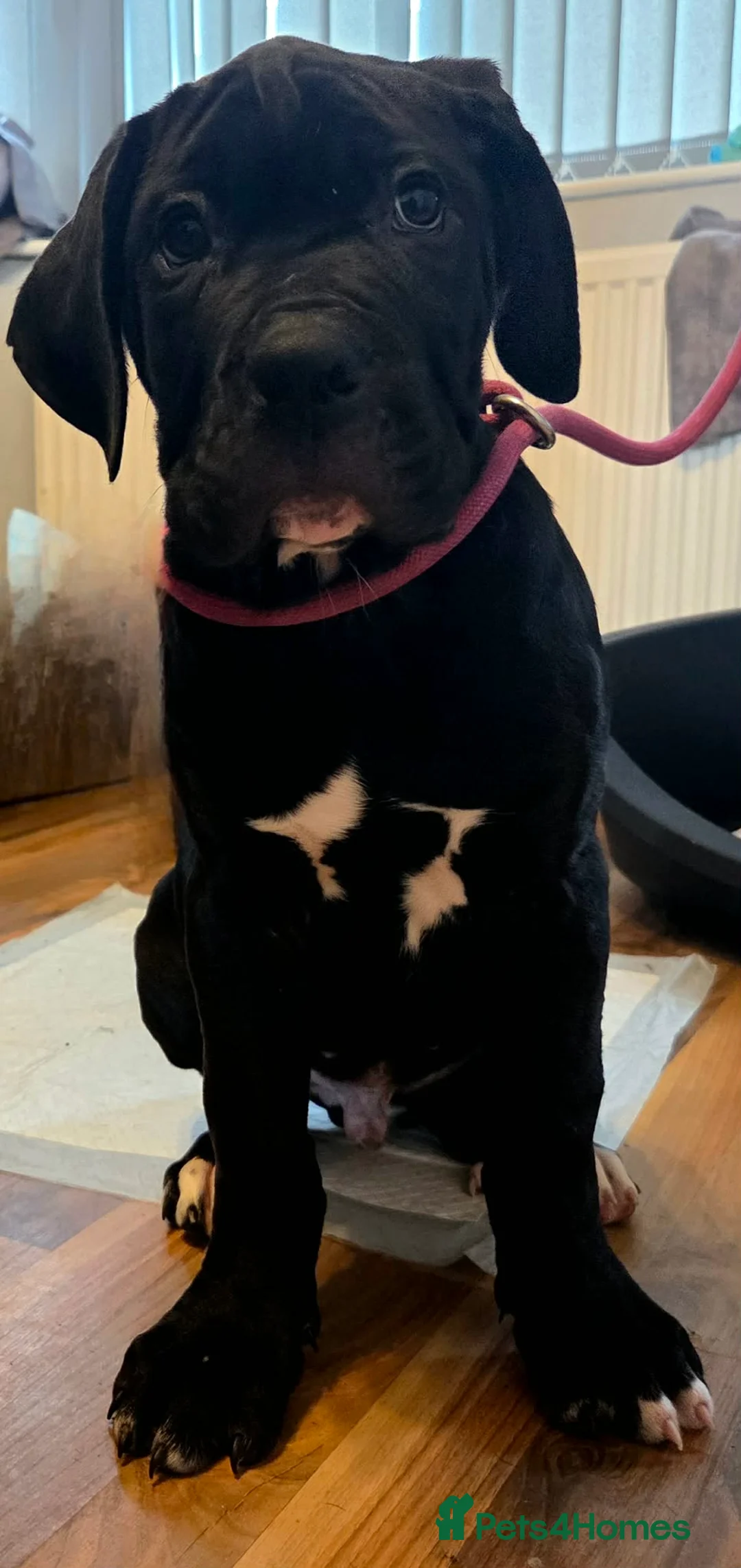 Cane Corso dogs for sale: Cane corso, 1 black male left. Very large pups - Advert 2