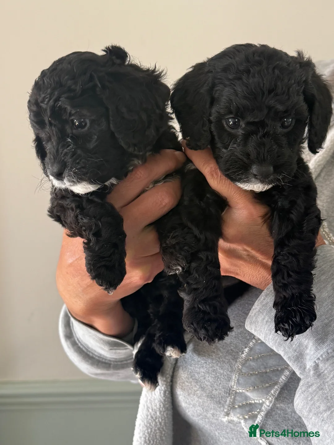 Cockapoo dogs for sale: Beautiful f2 cockapoo puppies for sale  - Advert 12