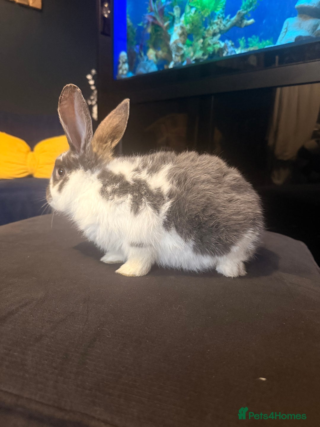 English Lop rabbits for sale: Baby bambi bunny  - Advert 2