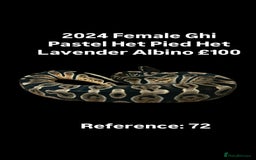 Python Snake reptiles for sale: Various Emoji Pied Ball Pythons Royal Snake  - Image 13