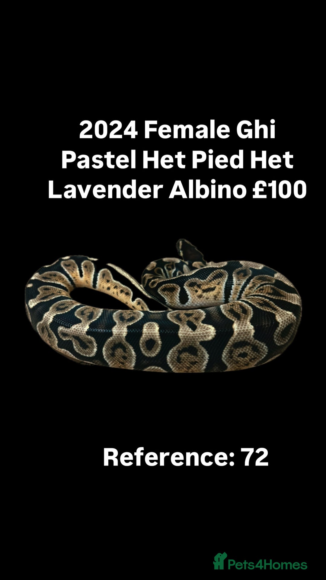 Python Snake reptiles for sale: Various Emoji Pied Ball Pythons Royal Snake  - Image 13