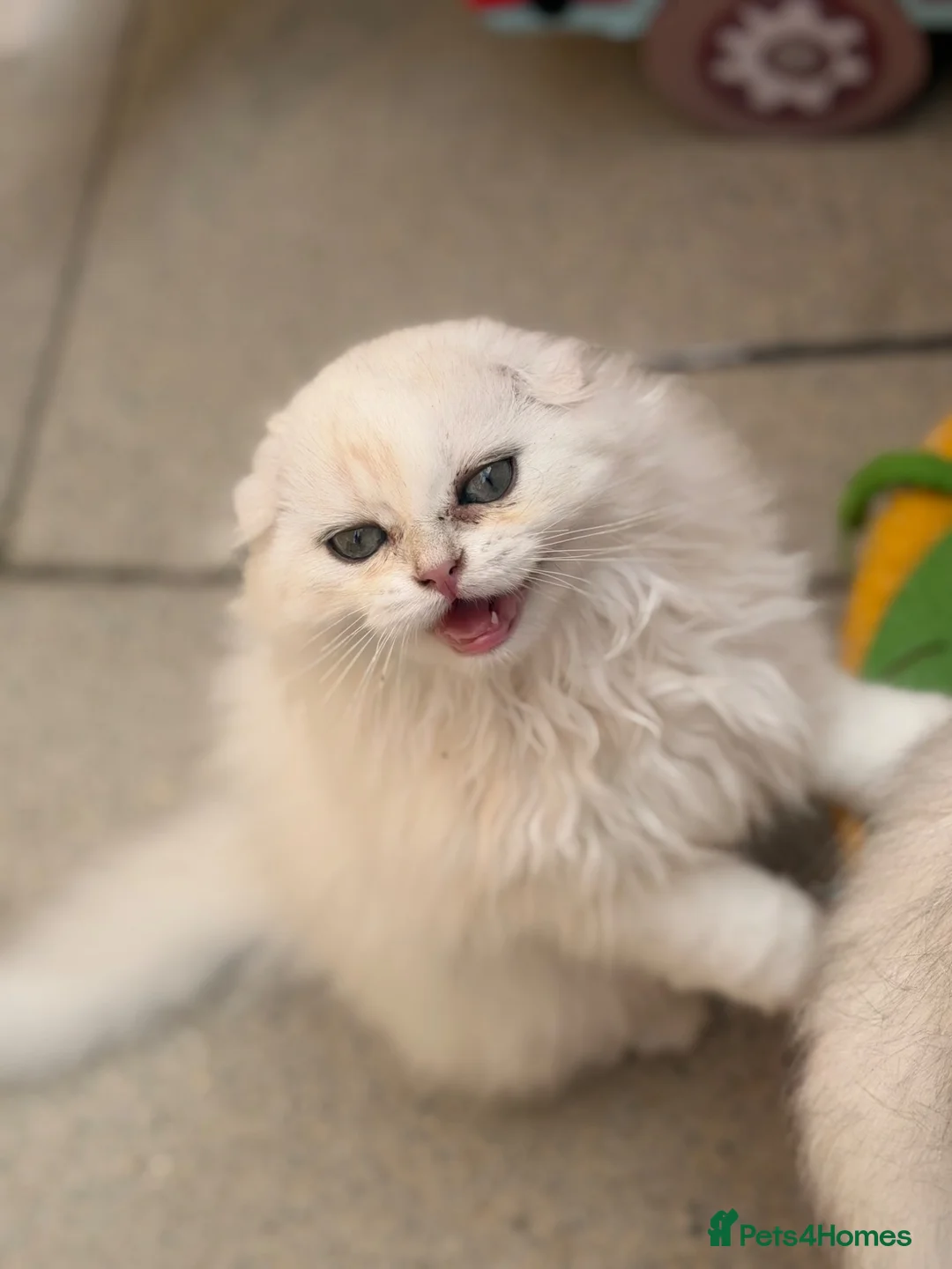 British Longhair cats for sale:  last 2 left  - Advert 1