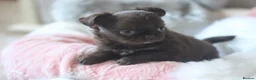 Chihuahua dogs for sale: OUTSTANDING QUALITY KC REG CHIHUAHUA PUPPIES 🐶🤎 - Advert 6