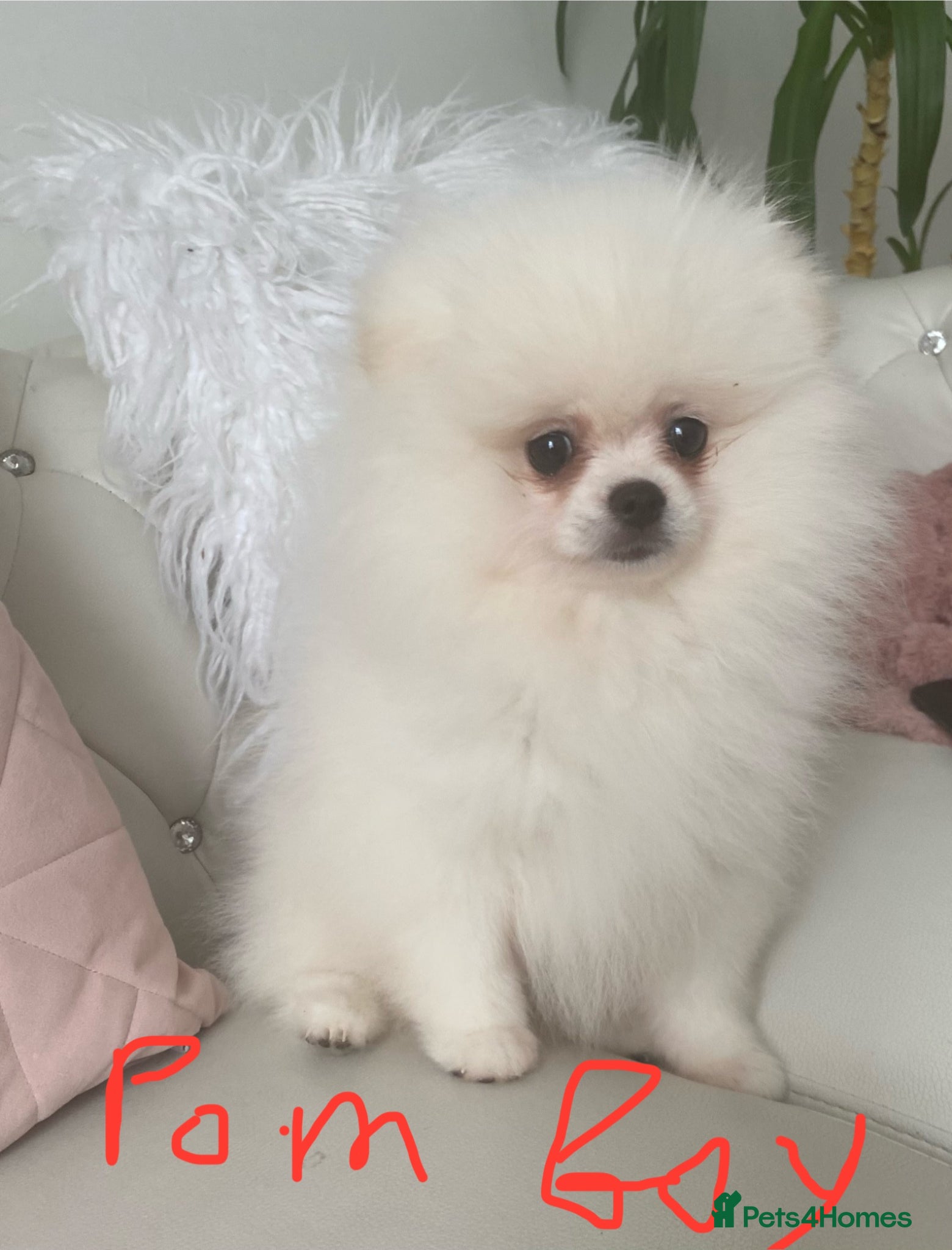 Pomeranian dogs for sale: Pure Pomeranian Puppies READY TO GO… - Advert 2