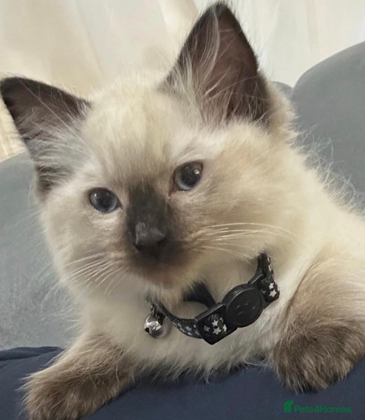 Ragdoll cats Ragdoll - Advert 10