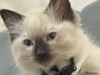 Ragdoll cats Ragdoll - Advert 18