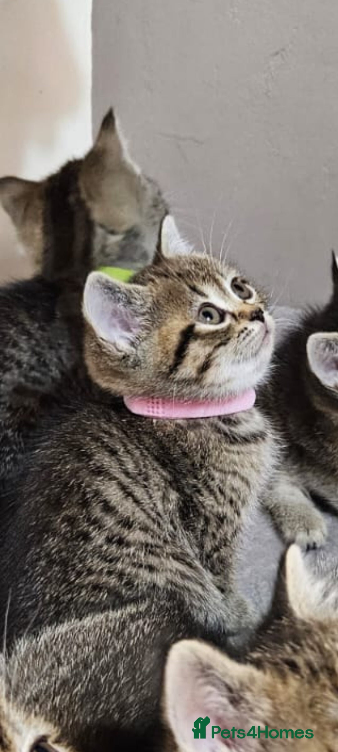 British Shorthair cats for sale: British Shorthair Kittens Full Pedigree Parents  - Advert 36