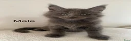 Maine Coon cats for sale: TICA Registered Maine Coon Kittens 1Male 2Females - Advert 15