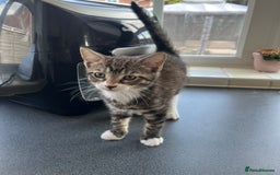 Mixed Breed cats for sale: 1 x Beautiful Female Kitten left Ready Now - Image 6