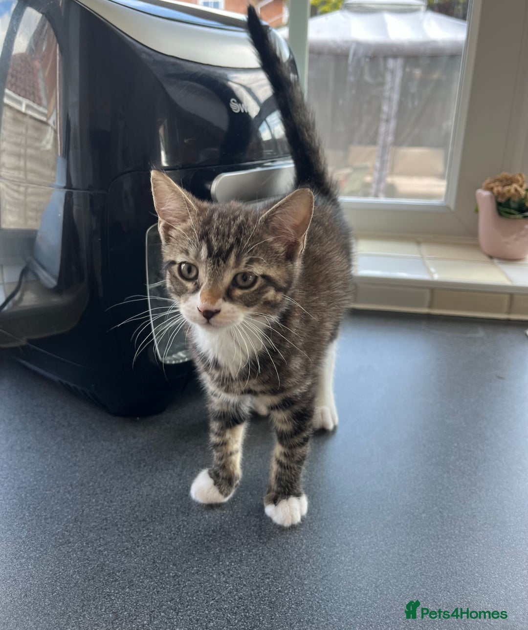 Mixed Breed cats for sale: 1 x Beautiful Female Kitten left Ready Now - Image 6
