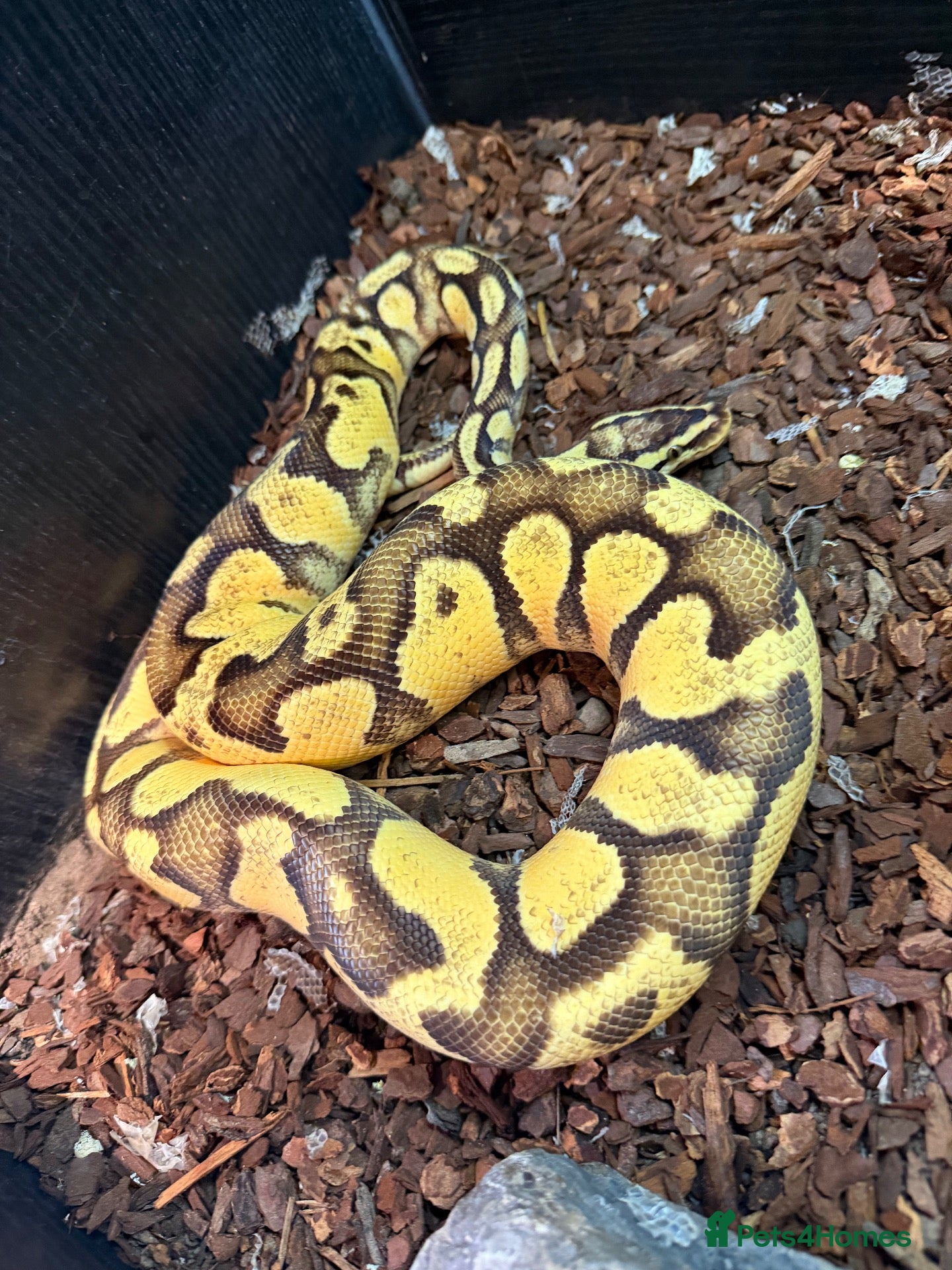 Python Snake reptiles Royal Python & Set Up - Advert 2