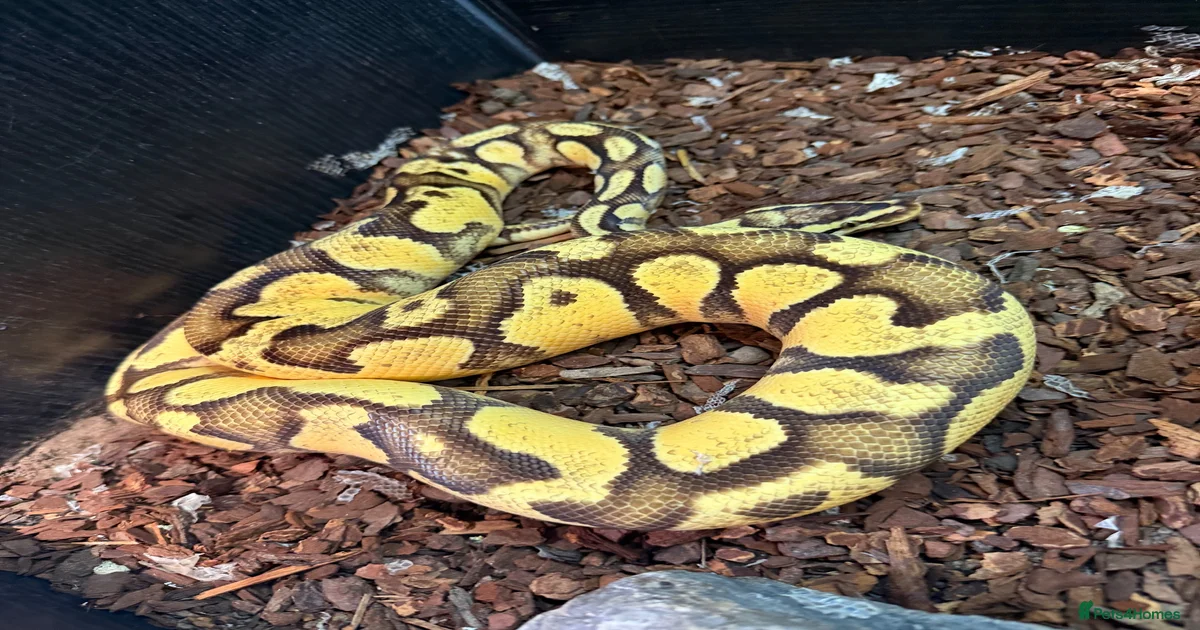 Python Snake Reptiles for sale in Banbury, Oxfordshire | Pets4Homes