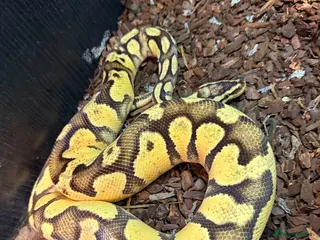 Python Snake reptiles Royal Python & Set Up - Advert 2