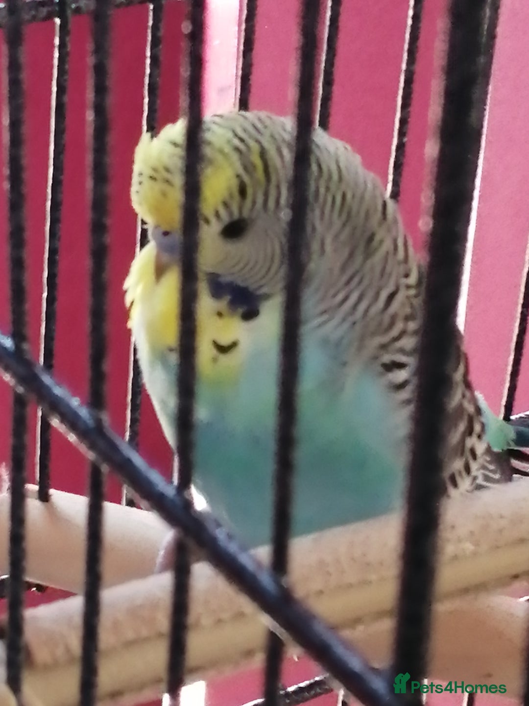 Budgerigars birds for sale: budgies for sale - Advert 1