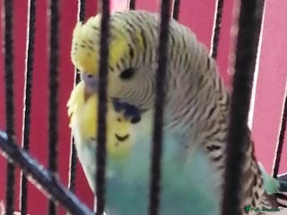 Budgerigars birds budgies for sale - Advert 1