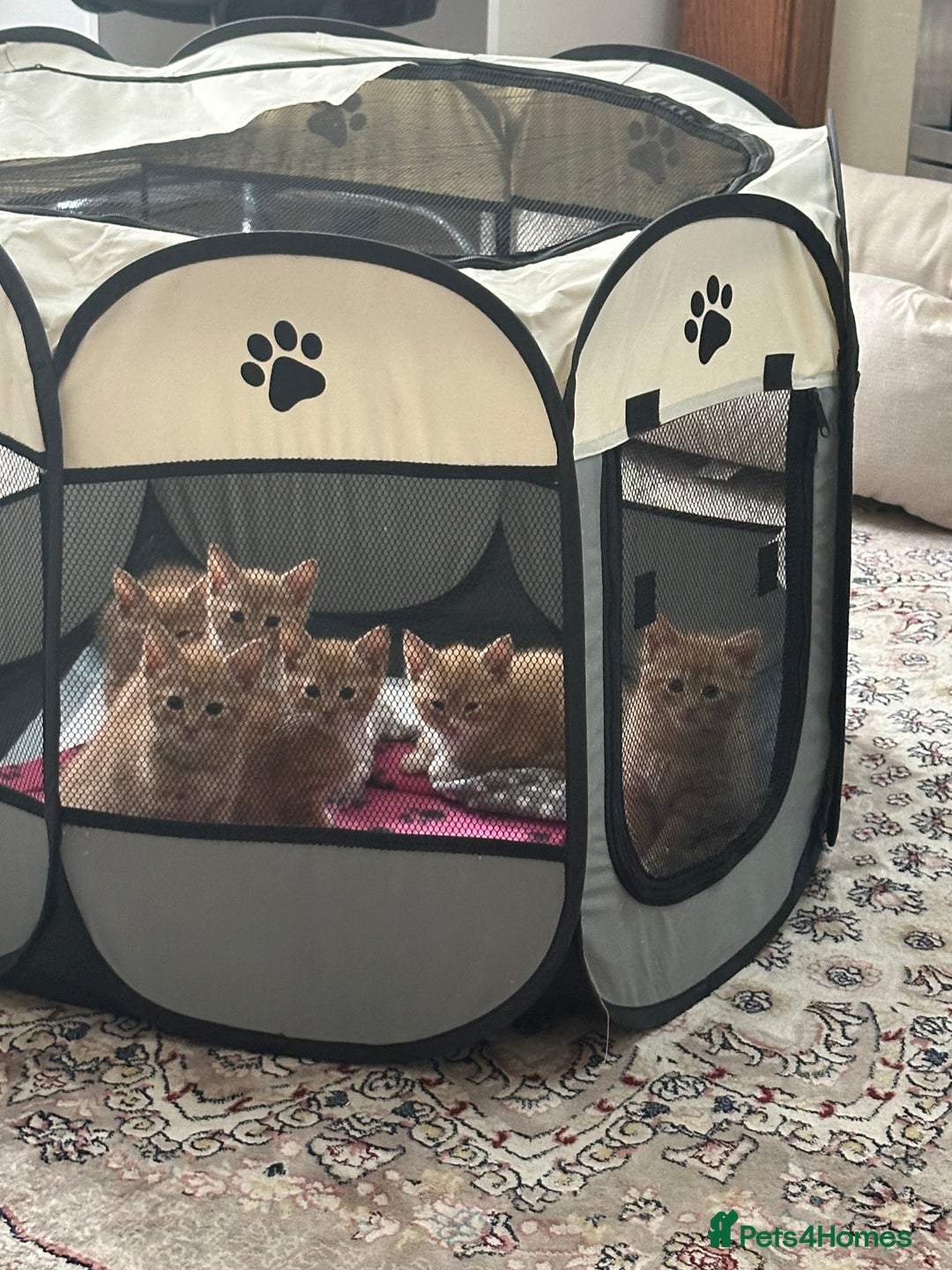 Domestic Shorthair cats for sale: 5 boy kittens for sale - Image 13