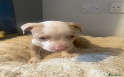 Mixed Breed dogs for sale: 7 Gorgeous Lurcher x Pocket Bully Pups  - Advert 11