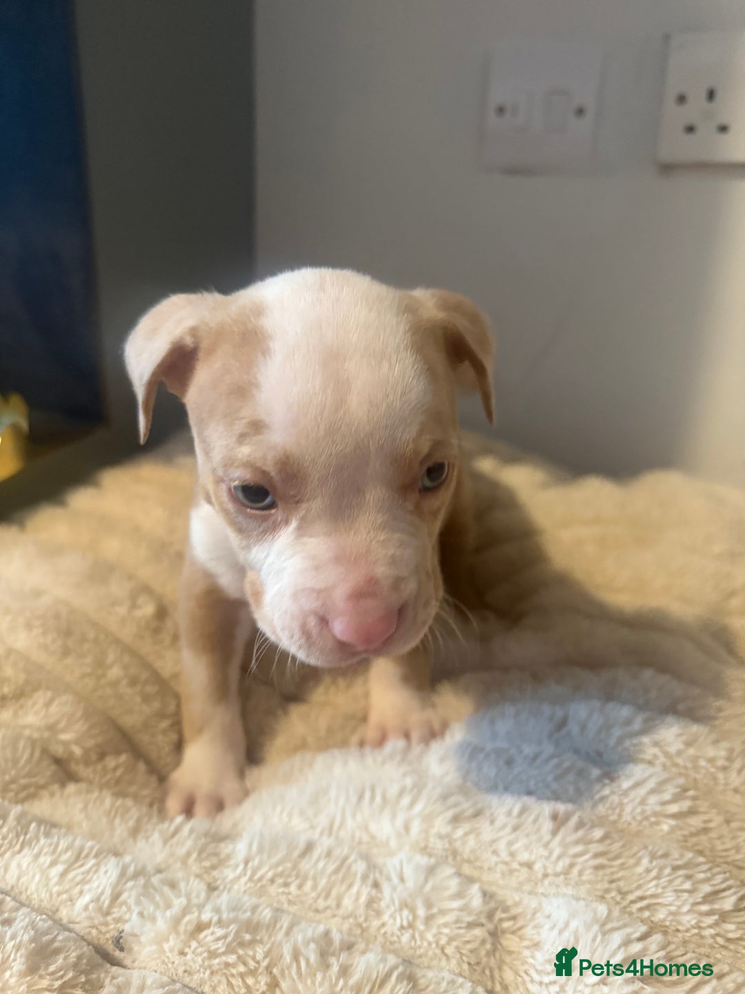 Mixed Breed dogs for sale: 7 Gorgeous Lurcher x Pocket Bully Pups  - Advert 11