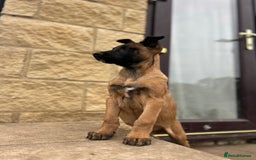 Belgian Shepherd Dog dogs for sale: Dutch herder puppys for sale  - Image 12