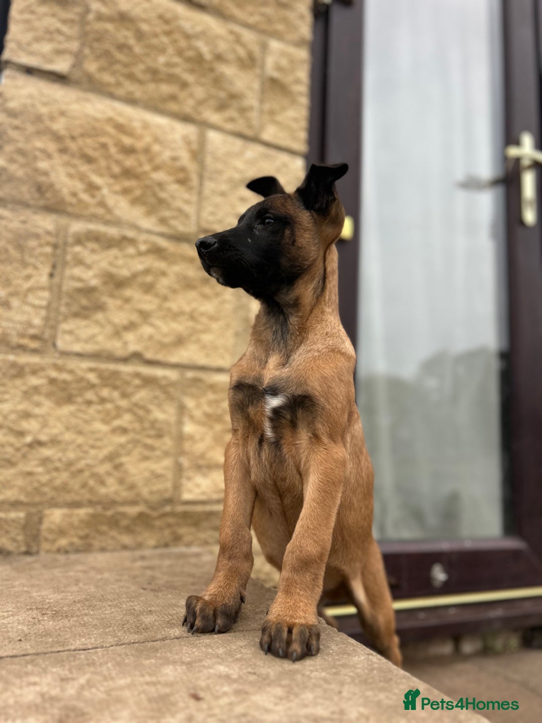 Belgian Shepherd Dog dogs for sale: Dutch herder puppys for sale  - Image 12