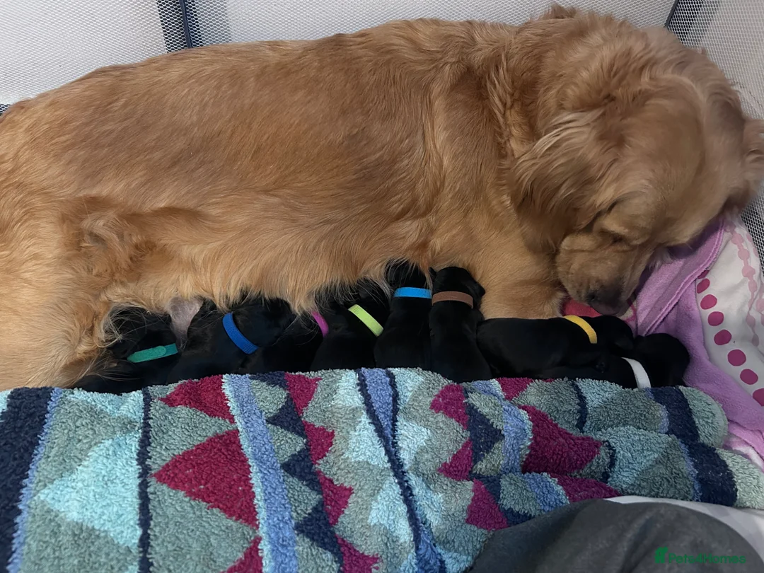 Goldador dogs for sale: 8 gorgeous black goldadors  in Corby - Advert 1