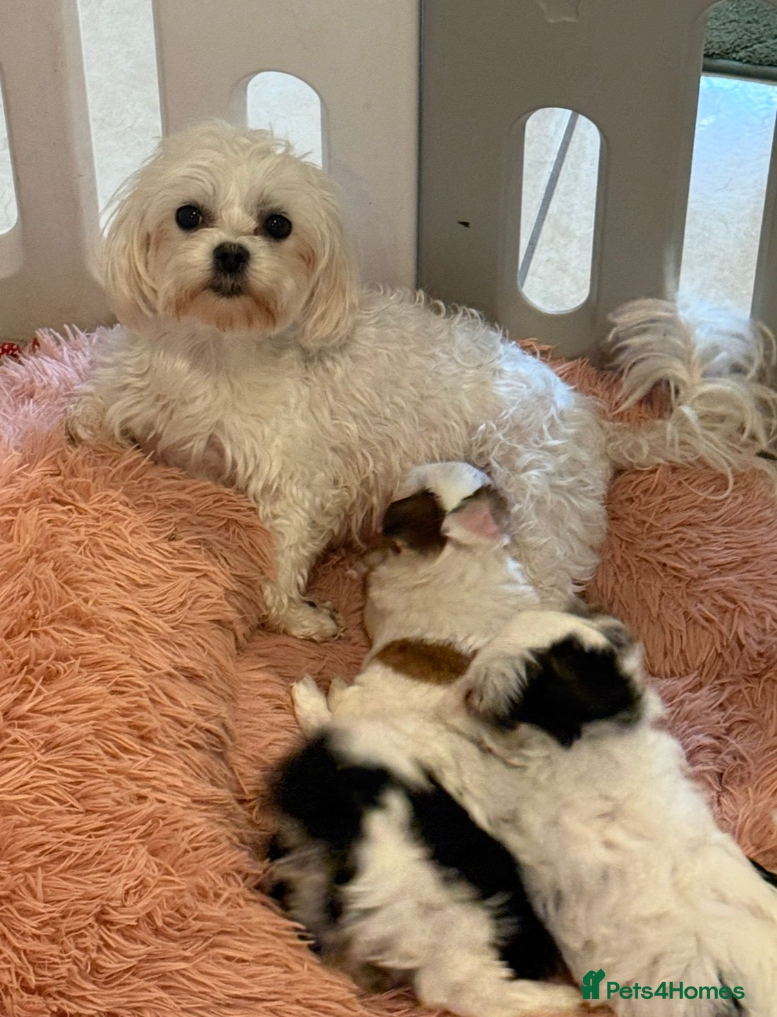 Morkie dogs RARE Tiny Toy Morkie Puppies (Maltese x Yorkie) - Advert 3