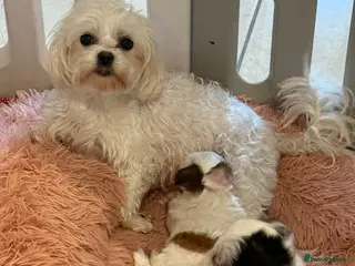 Morkie dogs RARE Tiny Toy Morkie Puppies (Maltese x Yorkie) - Advert 3