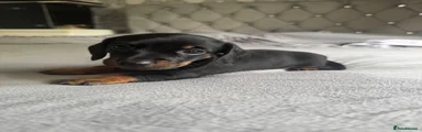 Miniature Dachshund 1
