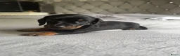Miniature Dachshund dogs for sale: Beautiful Miniature Dachshund Puppies - Advert 15